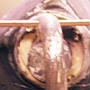 image: Heating a steel tie down (loosen steel pin)